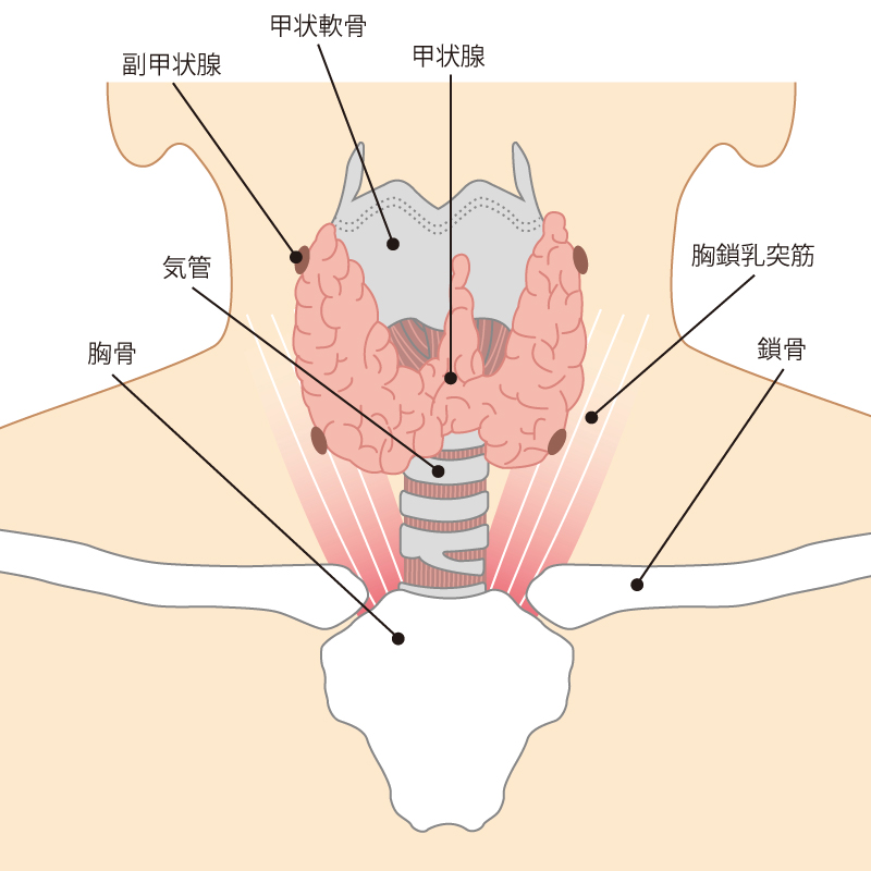 甲状腺